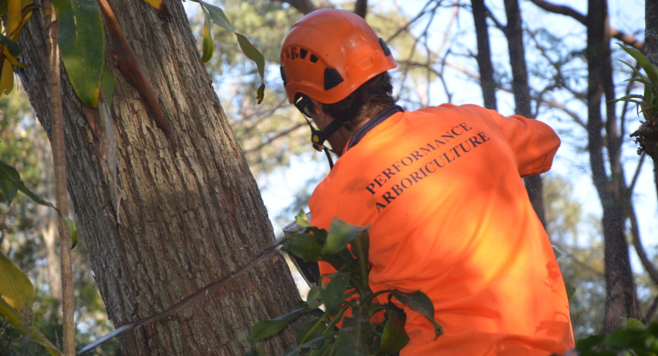 Tree Service Tallapoosa